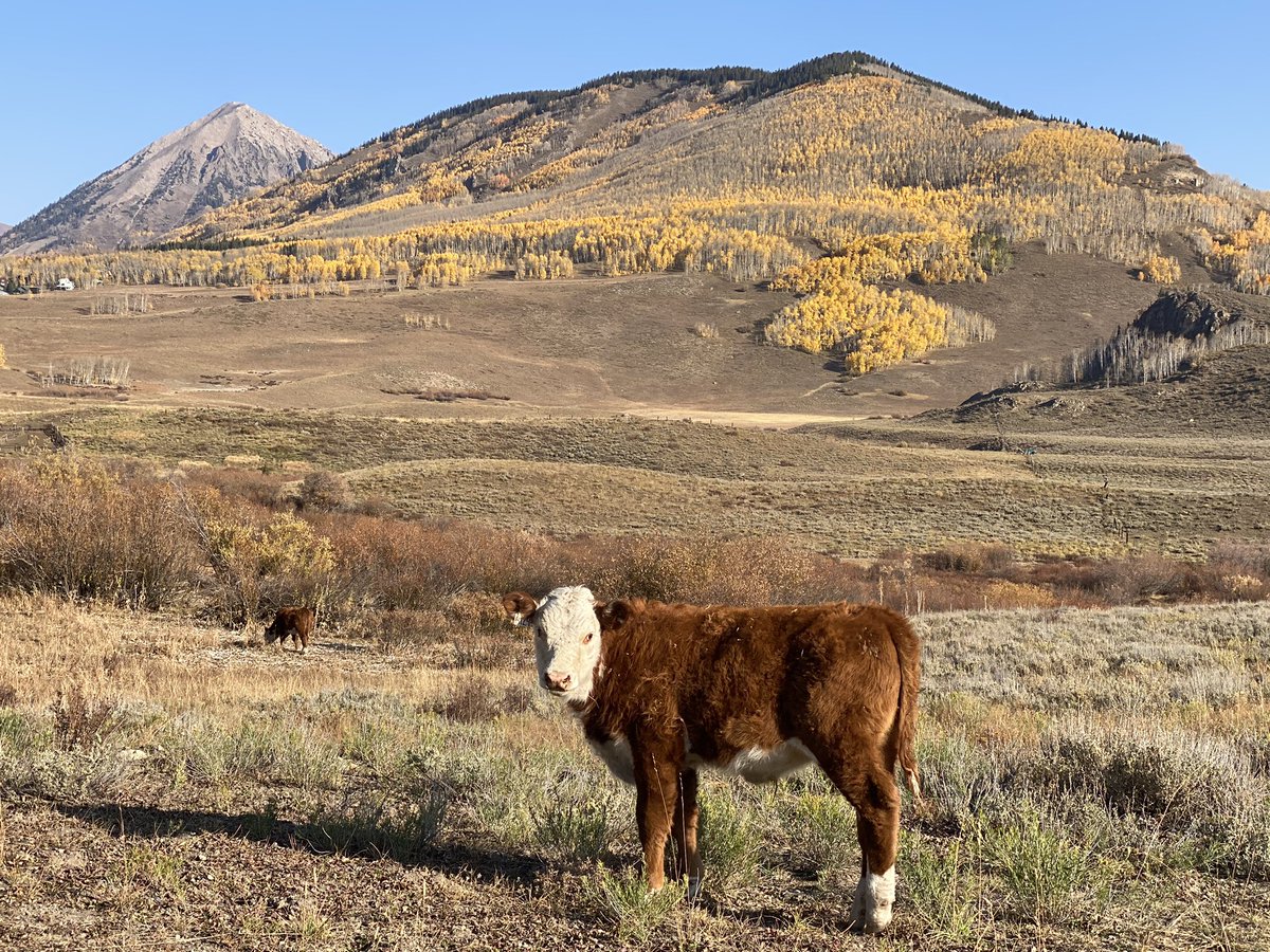 DecoCrete tweet media