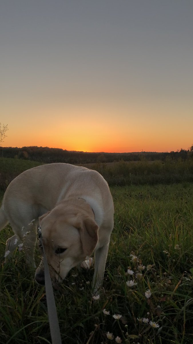 thegreatwmx's tweet photo. #sunsetcatcher https://t.co/V068Cuiarf