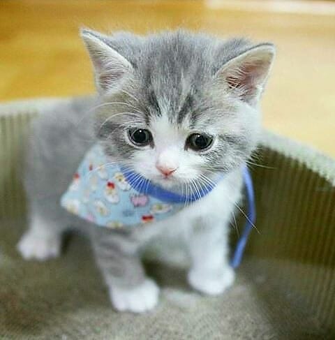 So Adorable..

#excellent_kittens #excellent_cats  #catstocker #happycatclub #catmyboss  #cuteanimals #meow_beauties #bestmeow #cat_features