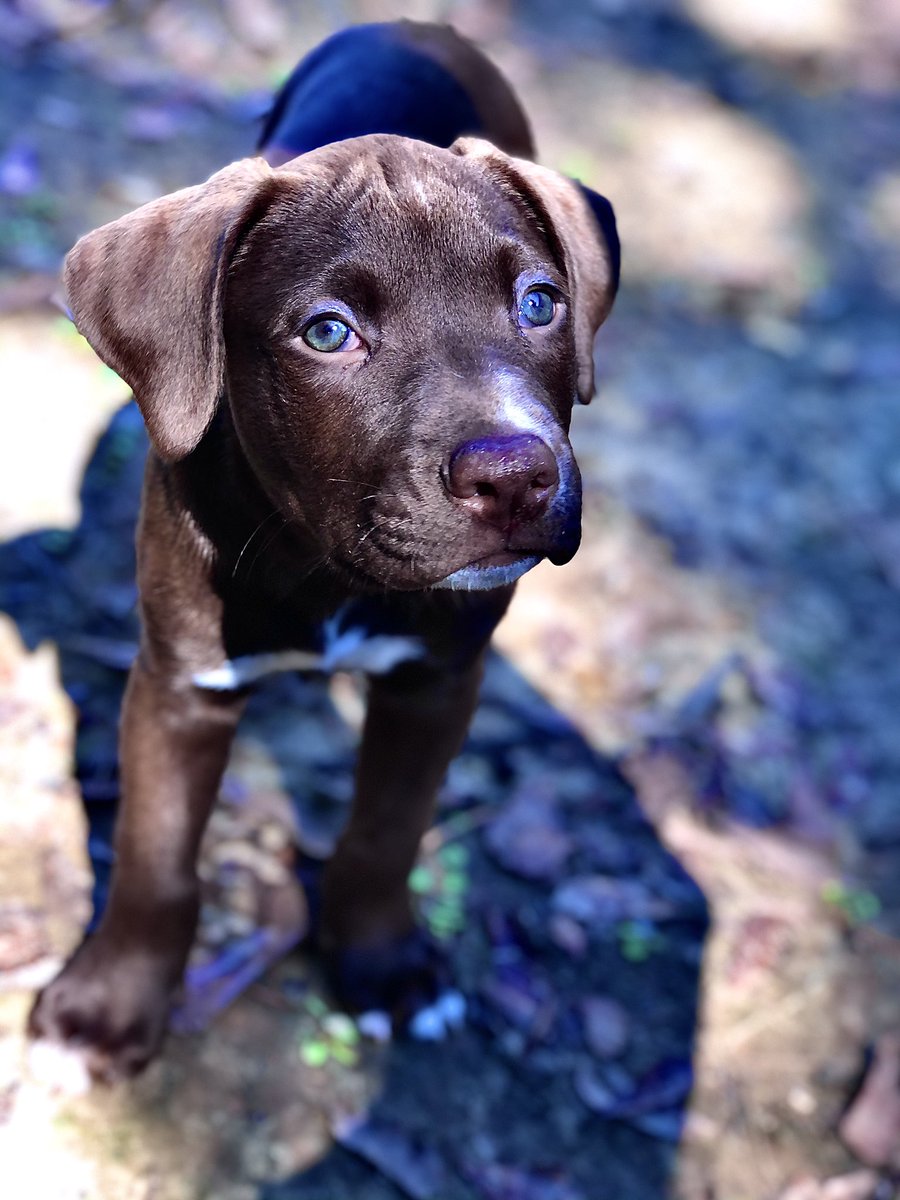 thancock2018's tweet photo. new pup on the block https://t.co/osxKKX6SKg