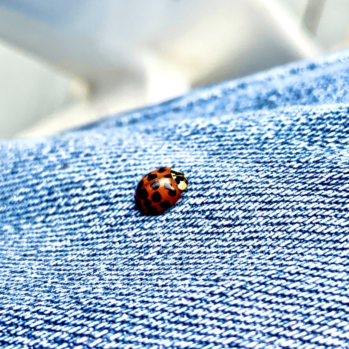 bernardreischl's tweet image. What do you want? Can’t I enjoy a nice quiet Saturday afternoon soaking up the sun and the warmth? #ladybugs #ladybug #tinybugs #ladybugimposter ?
