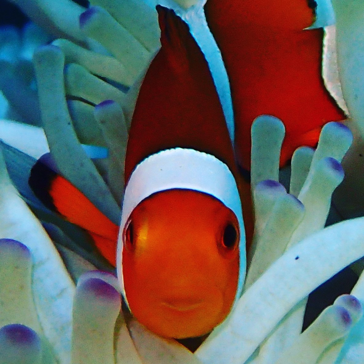 lets come and dive with us , we offer special discount for all level of divers..