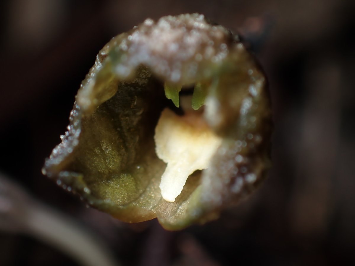 kenji_chinju's tweet photo. クロヤツシロラン #Gastrodia pubilabiata を探しにいったけど、みつかったのはアキザキヤツシロラン G. confusa のほうだった。年によってどっちが多いとかあるのかな?
せっかくだから深度合成しようと思ったけど失敗…。照明をどうにかしないとダメっぽいなー。
#orchid #mycotrophic https://t.co/UKr2pvf5xN