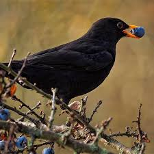 Merlot. Stems from the word Merlau in France that described black birds. Looks like that loved the grape as well. What Merlot are you having tonight? #Merlot #Wine