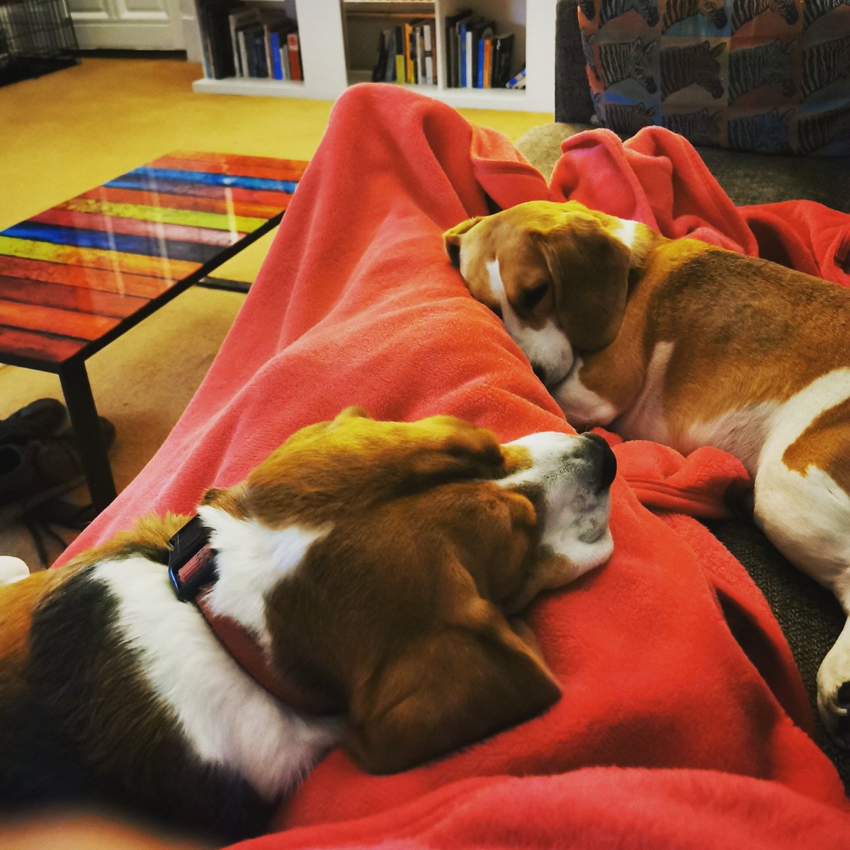 Saturday nights are for sofa snuggles with my buddies

#beagle #comfy #sofasnuggles #beaglepuppy #beaglesofglasgow #houndsofglasgow #hounddog #dogsofglasgow #RescueDog #snoozles #familypack #monsterpups #LockdownPups #sleepy #sleepypuppy #nighttime