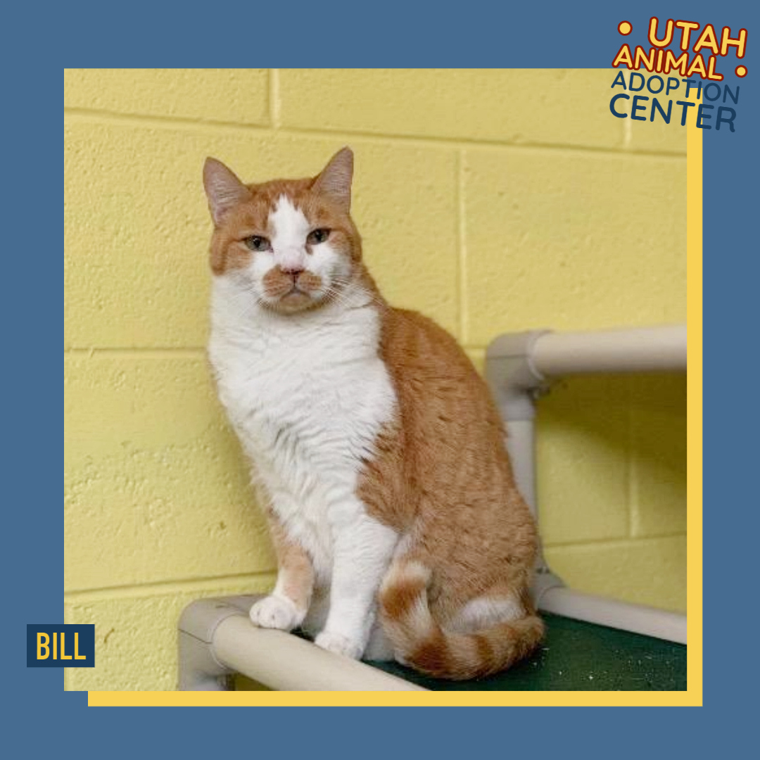 "I'm not a very confident cat, but if you're patient and kind, I'll melt into your hands! I would benefit from a patient adopter who can give me time to adjust to my new home, and maybe a kind, confident cat to show me the ropes!"

utahanimals.org/adopt⁠
⁠
#Utahanimals