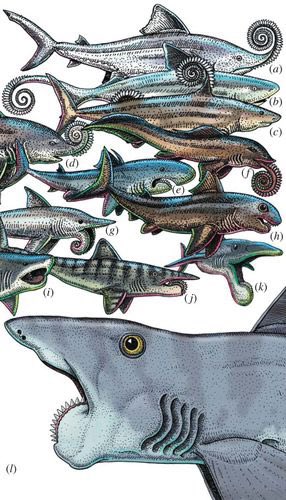 jedvolutionary's tweet photo. Thinking about the Helicoprion genus of ancient cartilaginous fishes- 

Scientists had to construct this animal with only the unique helical jaw as evidence. Imagine puzzling over this evolutionary mystery. @oxyevo https://t.co/2k094AKI5L