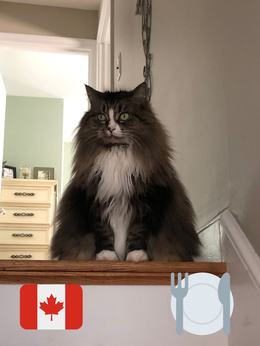 Happy Thanksgiving 🦃🍁🍽 to all pals in Canada 🇨🇦 who are celebrating! Here I am, looking over the border to see if there any turkey 🦃 leftover!! https://t.co/x4W2R6AiAO