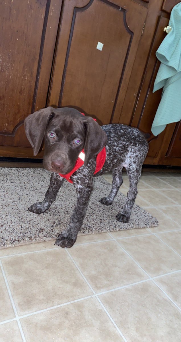 Thatbirch's tweet photo. Would like to report, a year later, I got my shorthair Pup 💗 https://t.co/tCPAyNwIET