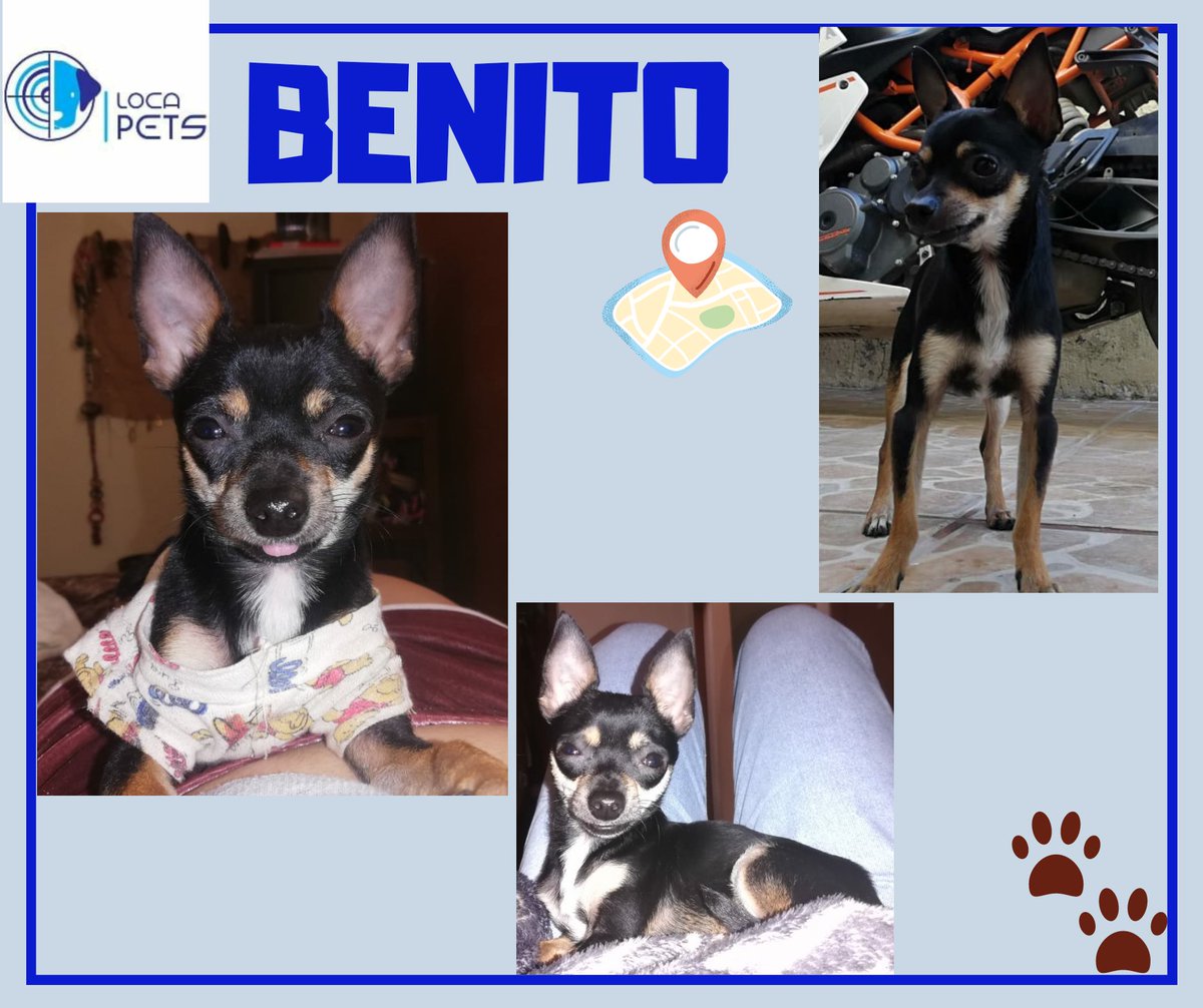 locapet's tweet photo. ✴📣SE BUSCA‼⚠️
🗓07/OCTUBRE/20
BENITO 🐶CHIHUAHUA CABEZA DE VENADO 🐶MACHO ♂️1 AÑO 🐕LIMONES COLONIA LOS GUAYABOS  CD GUZMÁN JALISCO📍🏡 
🐾SEÑAS PARTICULARES: OREJAS LARGAS PECHO BLANCO Y SIEMPRE SACA LA LENGUA, 📲3322301736
#locapets 
#buscandoabenito
#jalisco
#perritoperdido https://t.co/5WcBxUN1VD