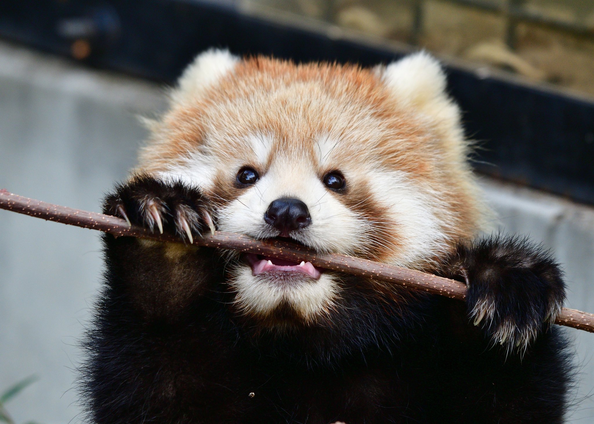 モコスッ おいちー 旭山動物園 レッサーパンダ レッサーパンダの赤ちゃん