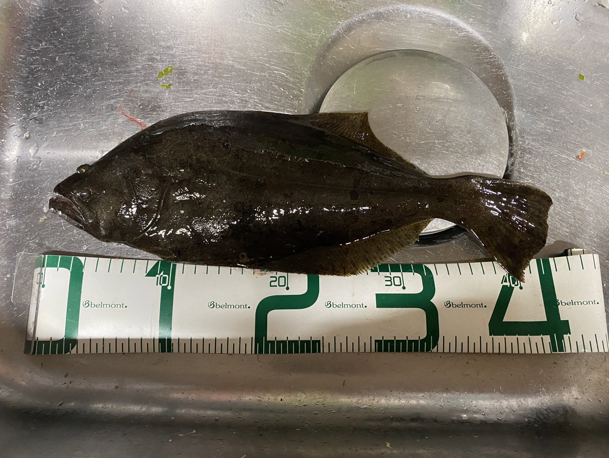 釣り好き船乗り 古平漁港 10 10 ヒラメ 仕掛け テキサスリグ10g 気温 14度 風 1 3m 潮汐 上げ五分 時間 30 23 45 足元で鮭が回遊してた ガヤが全然居なかった 小鰯のナブラが少し立っていた ドラグをゆるくてしすぎてヒラメの引きをあまり感じ