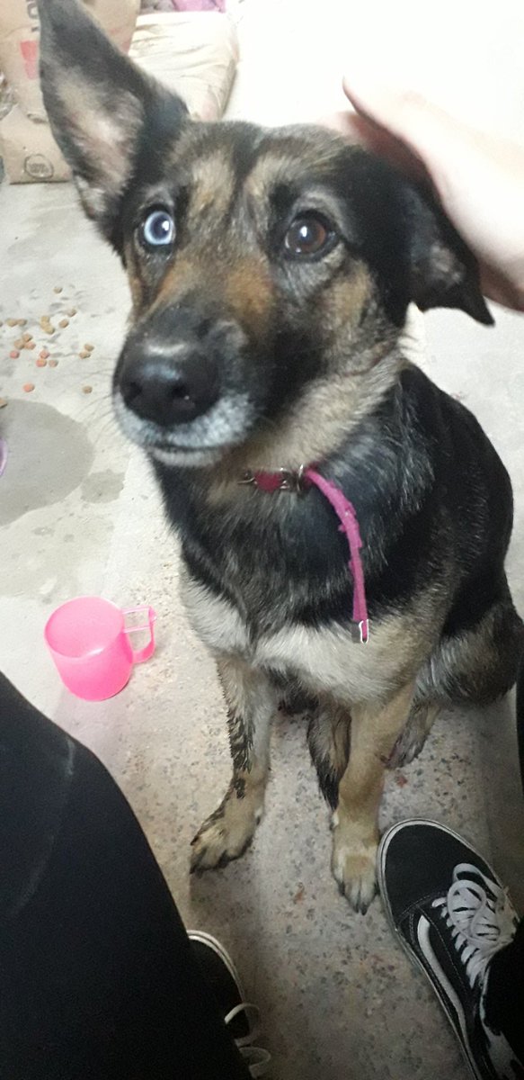 floporepenc1ap4's tweet image. Encontré esta perrita en Lanús Este, se nota que está perdida, estaba muy asustada y tiene las patitas lastimadas. Necesito encontrarle tránsito si no encuentro a sus dueñxs, no me la puedo quedar mucho tiempo mas 🙏 xfis compartan