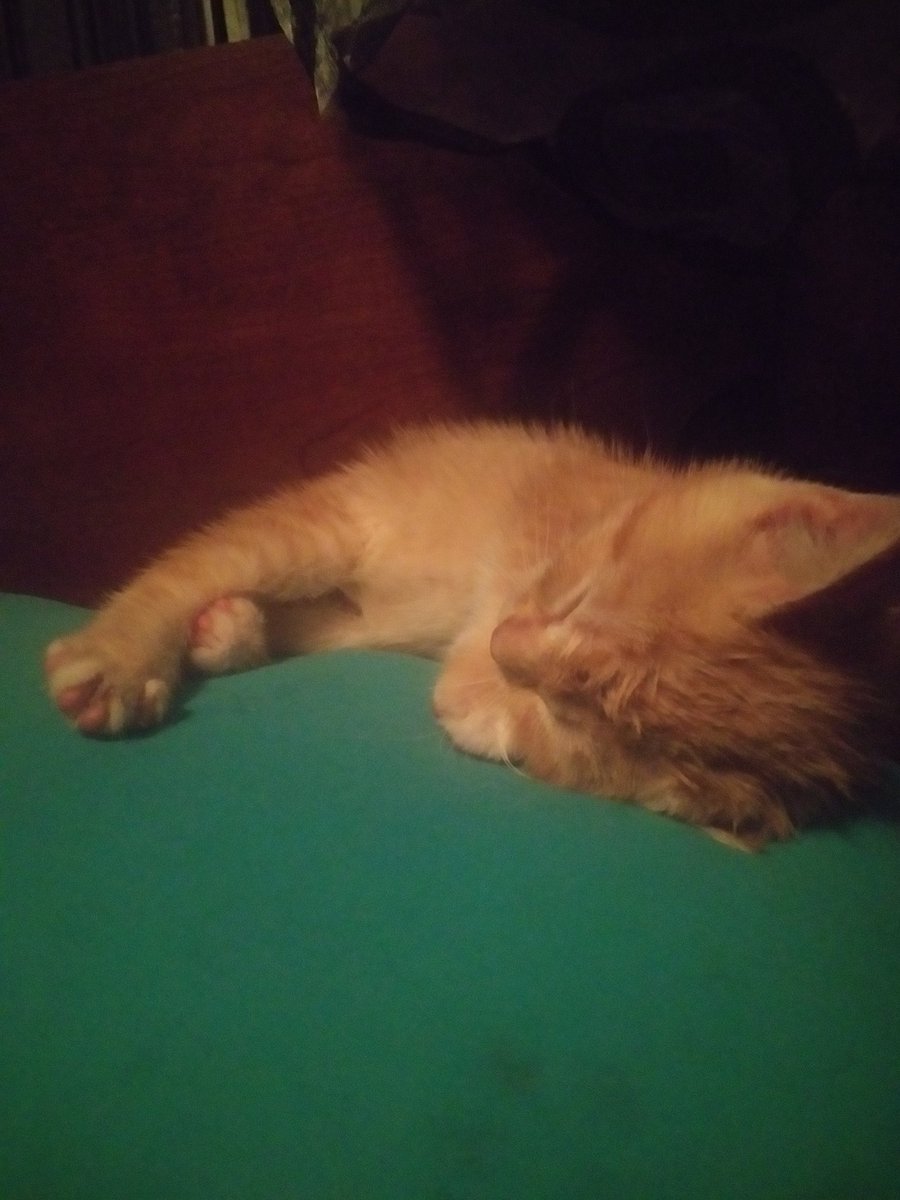 ||; Opal

She looks wet bc the dog was licking her