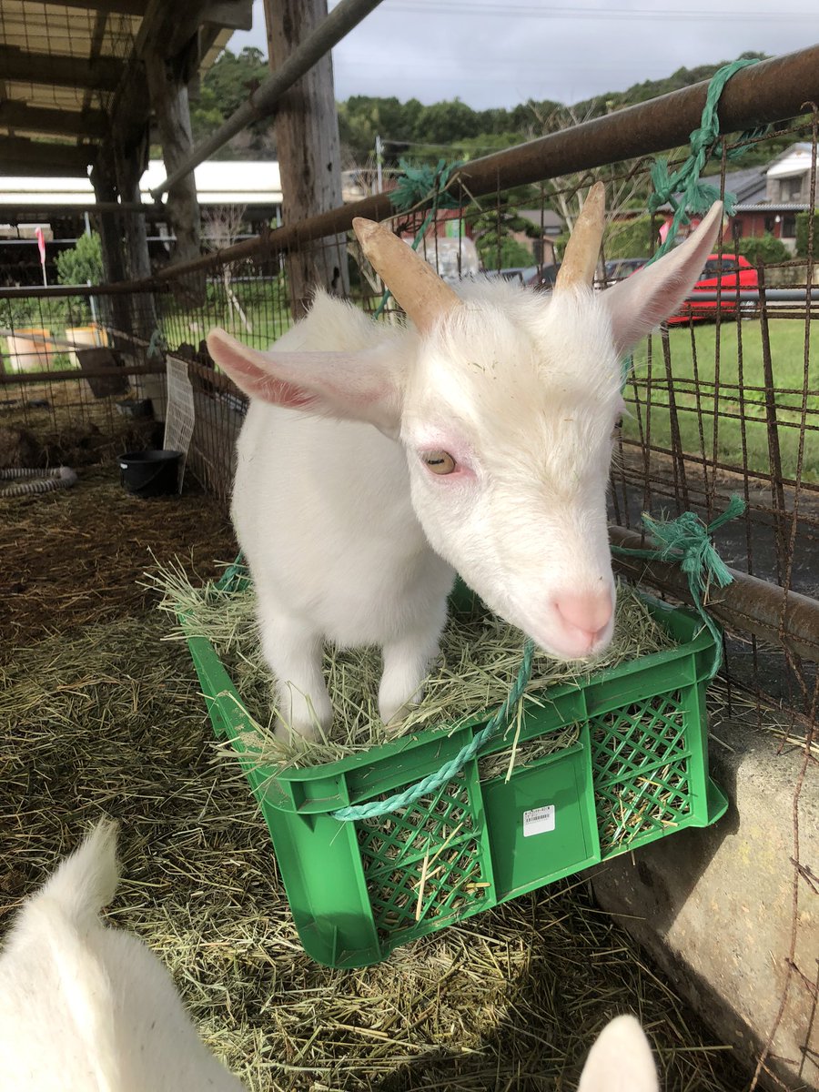 ヤギさん♡ご飯(餌？)集め中♡