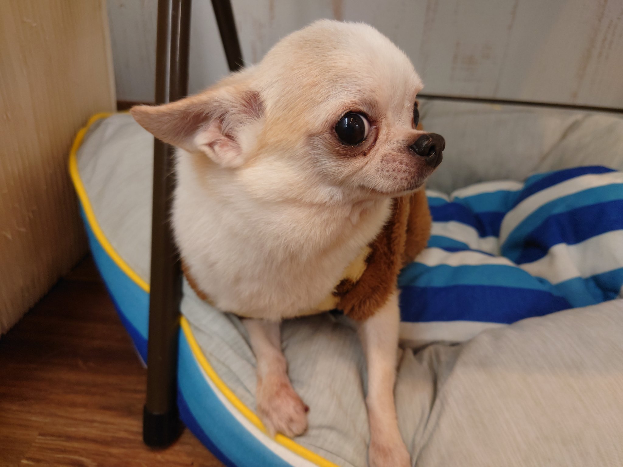 O Xrhsths 温もりカフェ Sto Twitter 雨上がりましたね お散歩ちゃん達をたくさん見かけました 本日在庫補充により10 30 19 00になります お待ちしておりますm M 温もりカフェ 保護犬 カフェ Cafe トイプードル チワワ 犬 Dog 柴犬 東京
