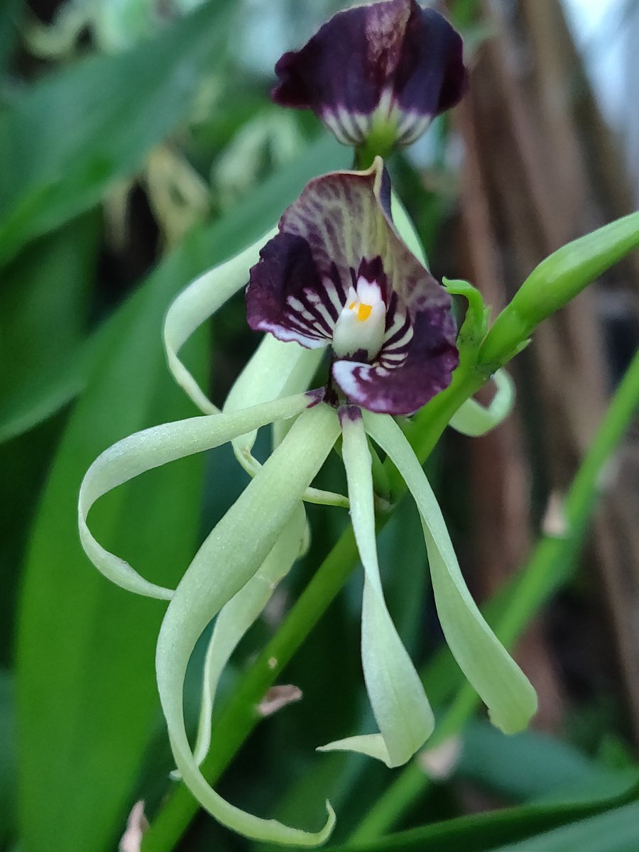 pinatasbyedith's tweet photo. #prettyflower https://t.co/3nLm5NR3qh