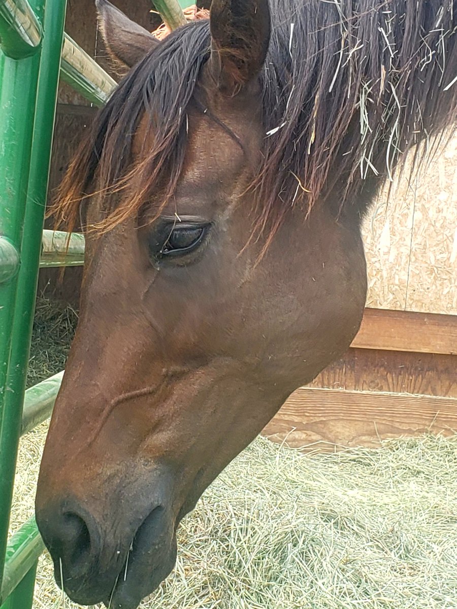 NMBewitched's tweet photo. 💕Horses💕
Be it #WildHorses #RaceHorses there are 2 Votes Coming up
#Yes2Safe #HorseIntegrityAct
80% of Americans Say #EndSlaughter #NoMoreDoping #NoRoundups #NoKillPens
We NEED them to call their Representatives
This is a Bipartisan Nightmare
They NEED us NOW more than Ever
TY https://t.co/pB9U9gY6uc