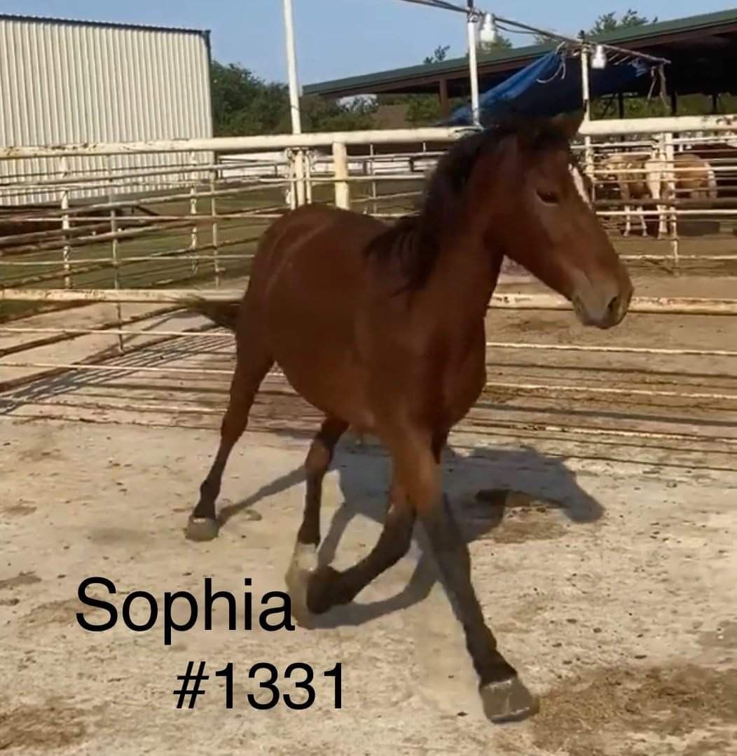 NMBewitched's tweet photo. 💕Horses💕
Be it #WildHorses #RaceHorses there are 2 Votes Coming up
#Yes2Safe #HorseIntegrityAct
80% of Americans Say #EndSlaughter #NoMoreDoping #NoRoundups #NoKillPens
We NEED them to call their Representatives
This is a Bipartisan Nightmare
They NEED us NOW more than Ever
TY https://t.co/pB9U9gY6uc