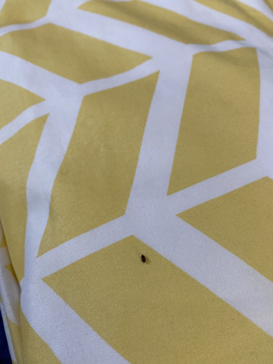 jlee0112's tweet photo. I guess @vrbo doesnt have cleanliness standards for properties...when there are BUGS and stains on the beds, they allow the property owner to determine if there should be a refund. Seriously?!? Of course they will keep the money, even when we didn’t stay #badcustomerservice https://t.co/mSCKciy6Qg
