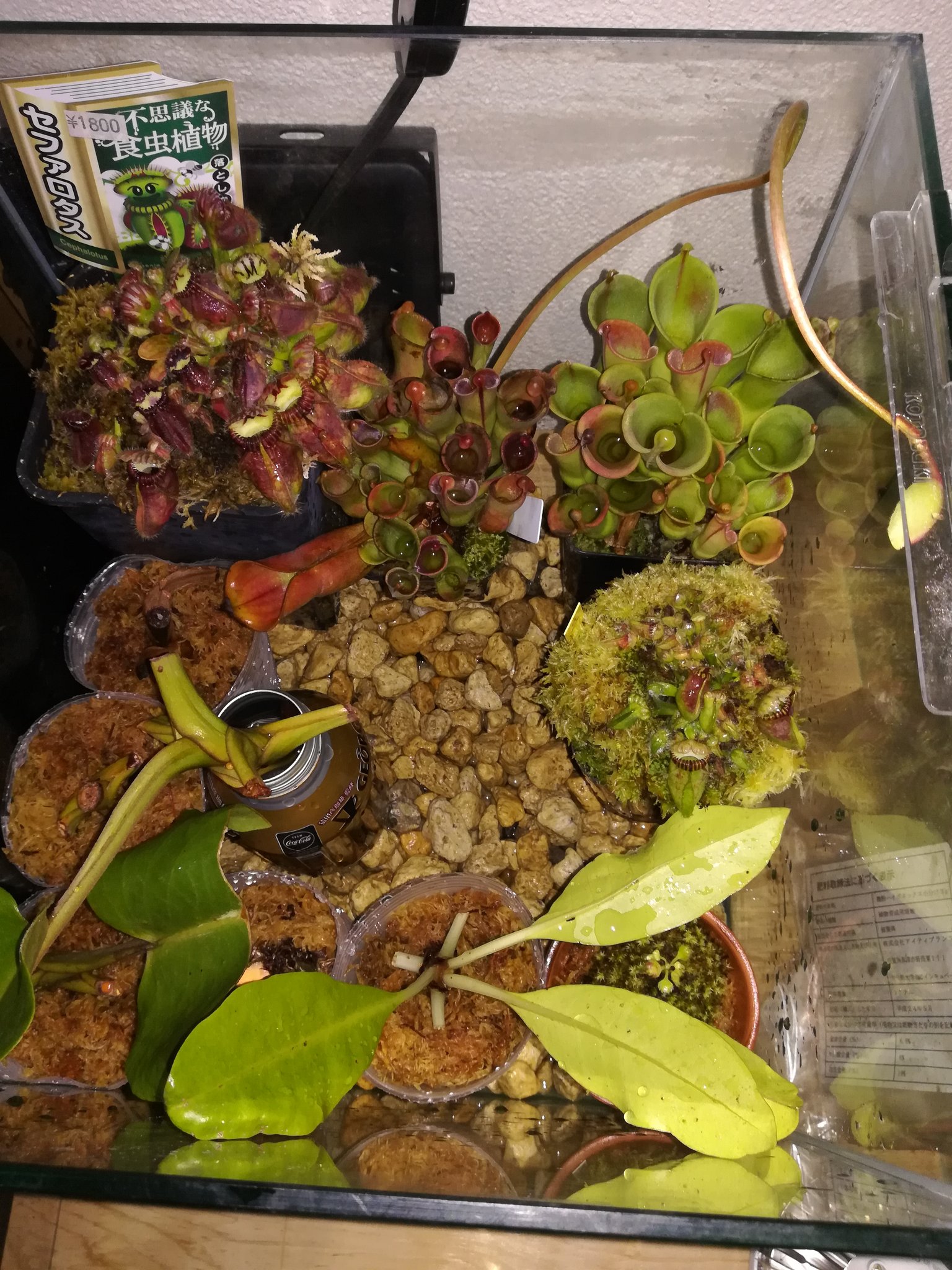 アケピー 食虫植物 水槽掃除した ネマトーダにやられたネペンテストランカータの挿木を鹿沼から水苔に植え替えて水槽に移した ヘリアンフォラは花芽が上がってきた T Co 27xqtkxger Twitter