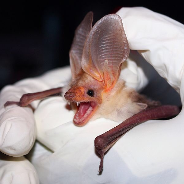 Bat Number 10 is the pallid batNot only do they have adorably friendly faces, these desert bats specialize in catching insects on the ground and therefore evolved an IMMUNITY TO SCORPION VENOM