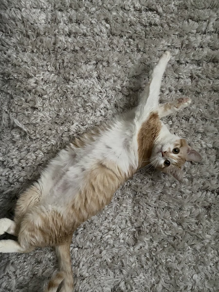 anotti10's tweet photo. @UoItalian Lui é Wilson. Wilson é americano. Wilson é di California, ma abita a Portland in Oregon. Wilson é piccolo e dolce, lui ama Coco, mia seconda gatto, lui ha uno anni. Wilson non usa I’e-mail, solo instagram :,) https://t.co/EtjKukSB7O