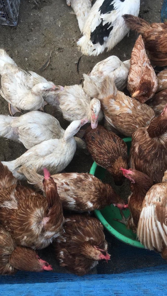 pallavaram birds market