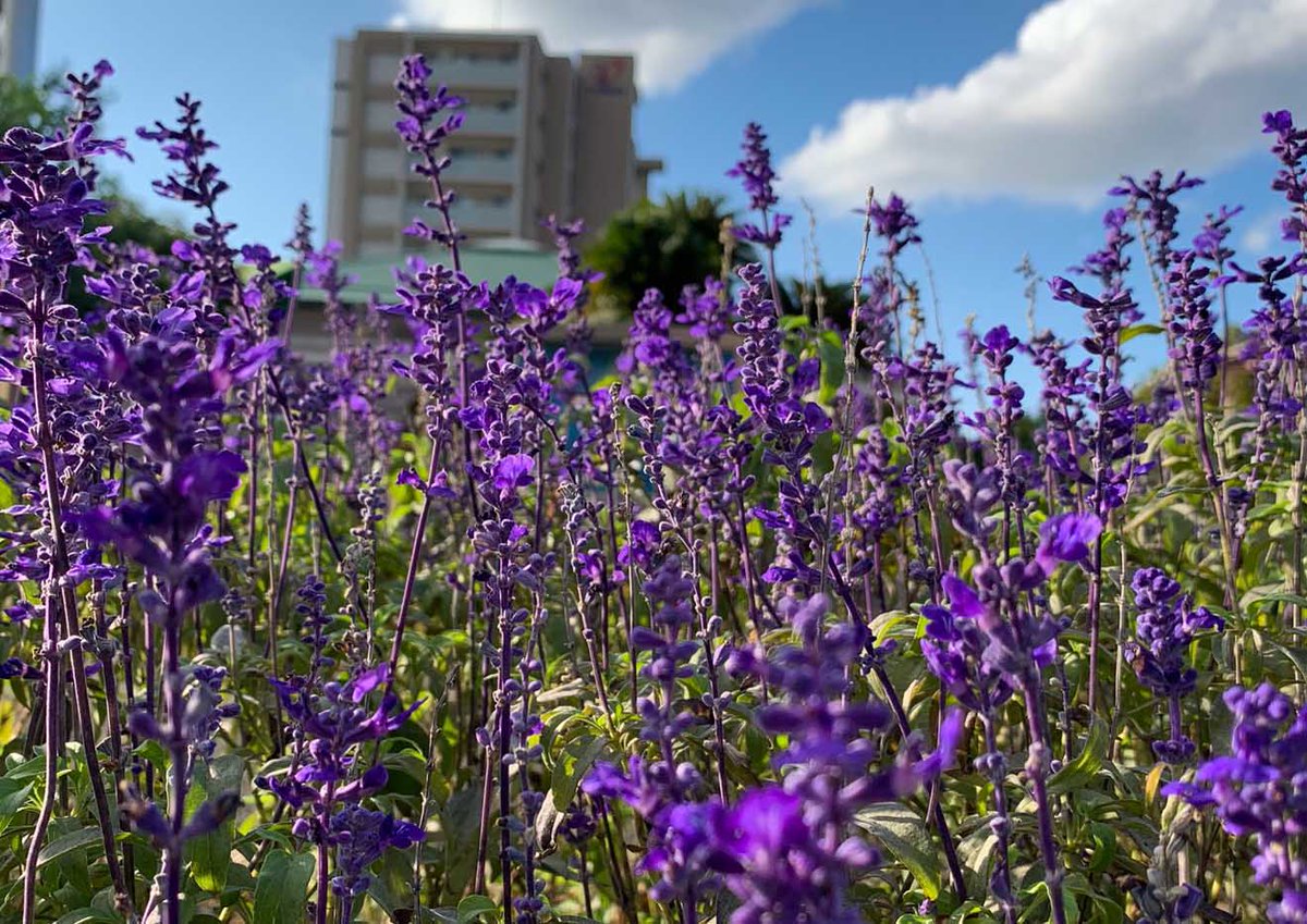 片柳弘史 教会の花壇で ブルーサルビアが見ごろを迎えました さわやかな紫の絨毯です