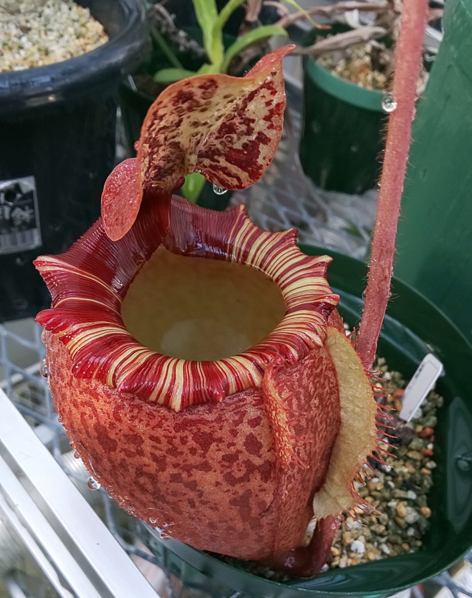 中村 Surface 道口宏 ヤフーオークションでネペンテスとビカクシダを2年以上ブリに出品してみたよ 宣伝ですみません 潜ってる間に完全に忘れられたみたいでhpやブログを再開したのも気付かれてないみたいので告知してみました T Co 9ezwdmpsvm 中村 Surface 道口宏 ヤフーオークションでネペンテスとビカクシダを2年以上ブリに出品してみたよ 宣伝ですみません 潜ってる間に完全に忘れられたみたいでhpやブログを再開したのも気付かれてないみたいので告知してみました T Co 9ezwdmpsvm