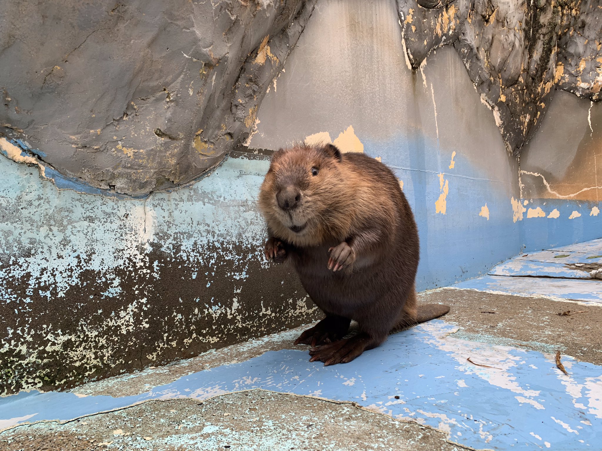 東武動物公園 公式 リュウくん No Twitter 新メンバーのご紹介 大阪のニフレルさんからアメリカビーバーのモカくんがやってきました 本日より展示場デビュー まだ落ち着かないと思うので 優しく見守ってあげて下さい さっきのぞいたら爆睡してたけどね