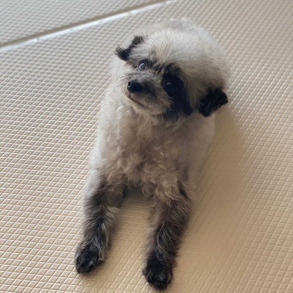 YuriBraziI's tweet image. #YULSTAGRAM 11.10.20 | Atualização de Yuri no seu Instagram Story. 

"Oh?!
#DooE # MeiasPretas"