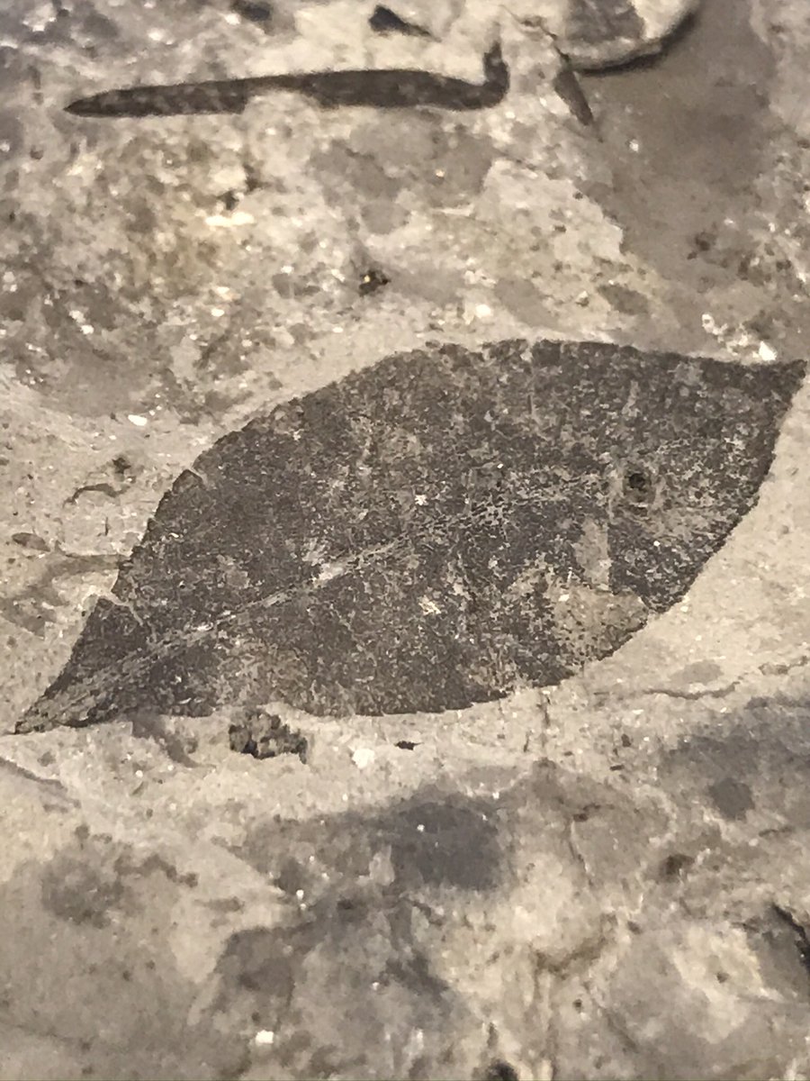 palynojen's tweet photo. Amazing news! That now the paper work appears to have gone through, I’m confident to announce, I’m employed again! And I’ve resubmitted my thesis! https://t.co/ELRlhgfVDe