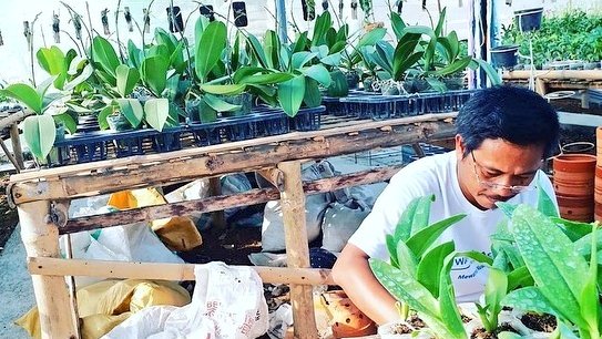 dispertan's tweet photo. Pak Kasur pengusaha budidaya bunga anggrek di Desa Kunjeng Kec. Gubug, membuktikan bahwa di daerah kita juga bisa berkembang bunga indah nan rupawan. 

Ditengah pandemi covid19, bisa menjadikan alternatif untuk menyalurkan hobby dan menambah penghasilan bagi keluarga (11/10). https://t.co/jYkCkVdwdV