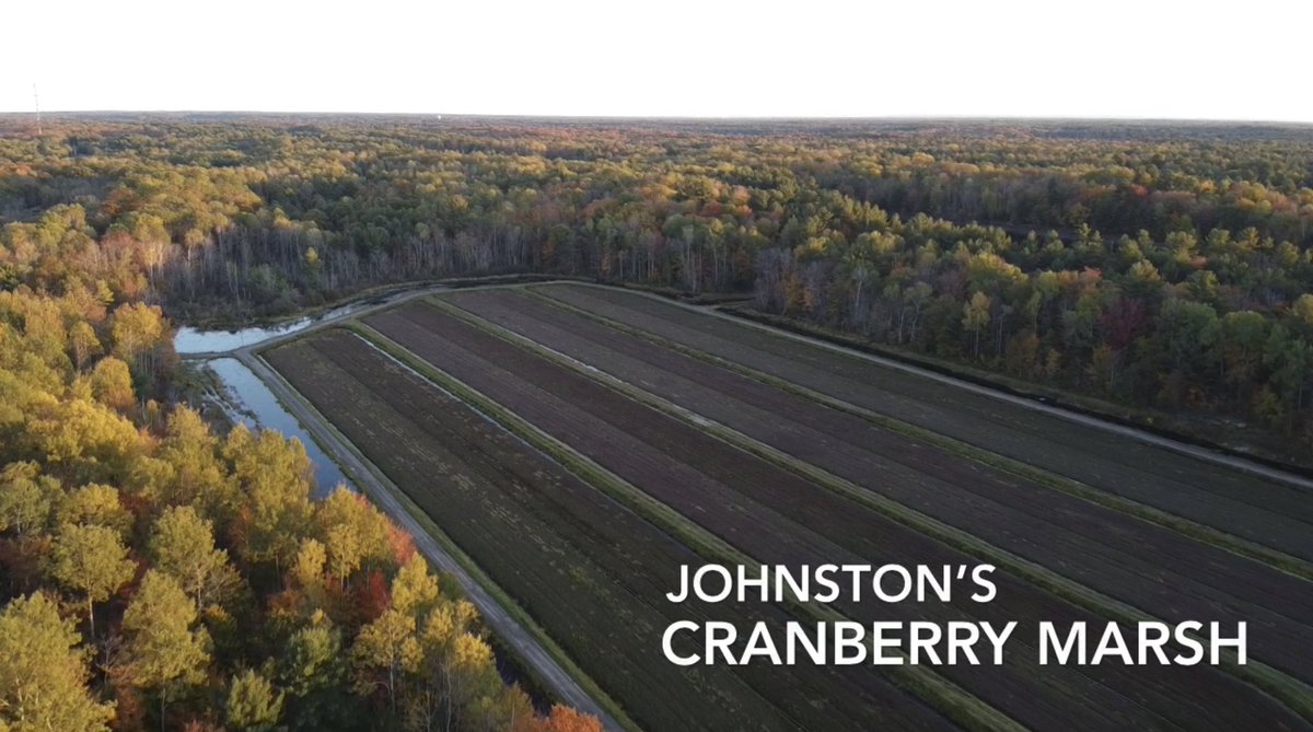 CanadaAerial's tweet photo. Johnston’s Cranberry Marsh, Bala https://t.co/MesZgeahCB

#JohnstonsCranberryMarsh #Cranberry #PlungePool #Bala #Cranberries #MuskokaLakesWinery #Muskoka #FallColors #Fall2020 #HappyThanksgiving #MavicMini https://t.co/PMm7aw44nV