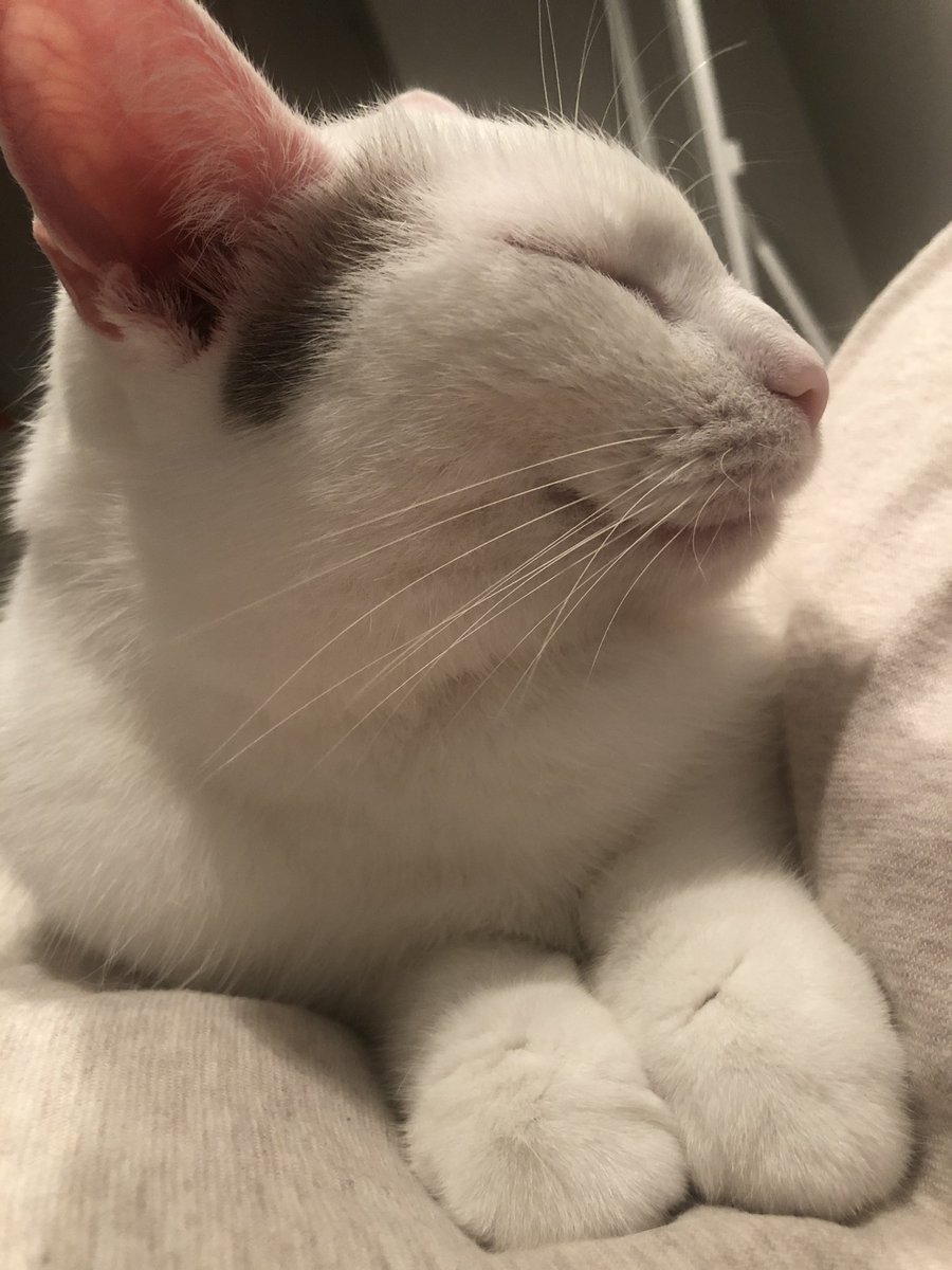 GraceSpelman's tweet image. I am learning that being a pet owner is just staring at your animal’s perfect face until you start crying