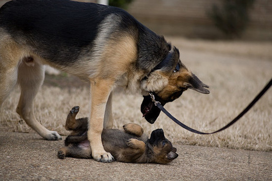 DesertDog1178's tweet photo. Y'all are probably wondering, what happened?

Well, let me tell you a super short story.
Now that I am taking care of my nephew as well by myself, things were chaotic and that was going to be solved by a person to take care of them who was reliable before... https://t.co/6SB2IuPavi
