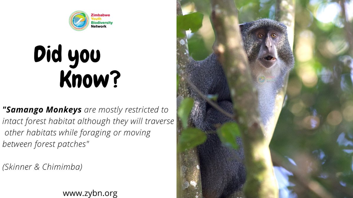 zybn_cbd's tweet image. #KnowYourWildlife #SavingTheSamangoMonkey 

🐒#Fact2

Check out the #official #trailer &amp;amp; subscribe to our channel here youtube.com/watch?v=y-cRrq…

🐵#Youth4Biodiversity #Youth4Wildlife #ForNature #conservation #animals #primates #biodiversity2020 #monkeys #sdg15 #visitzimbabwe