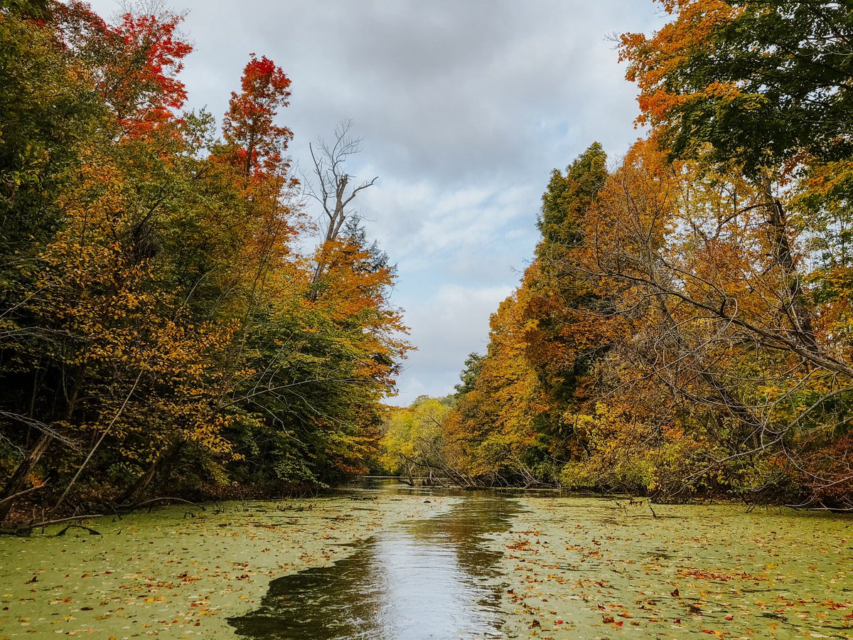 Autumn in Norfolk ❤️🍁🍂 #norfolk #519folk #blackcreek #portdover #home #ruralliving #dinghy