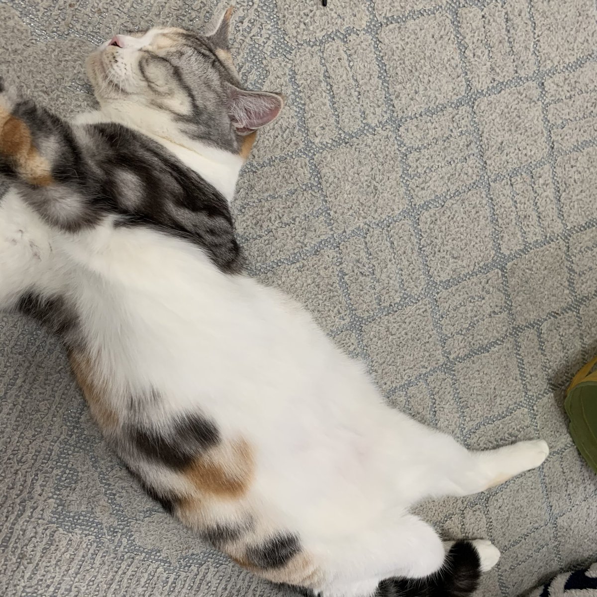 お腹見せてくれる