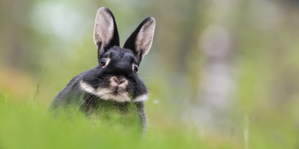 zooconomy's tweet image. #didyouknow Rabbits are masters of hearing can turn their ears 180 degrees. WOW that would make them great gossipers
#zooconomy #amazon #gossip #gossipers #hear #bunniesofinstagram #bunny #bunnyoftheday #bunnylove #bun #bunniesoftheworld #bunnyofinstagram #bunniesworldwide #follo