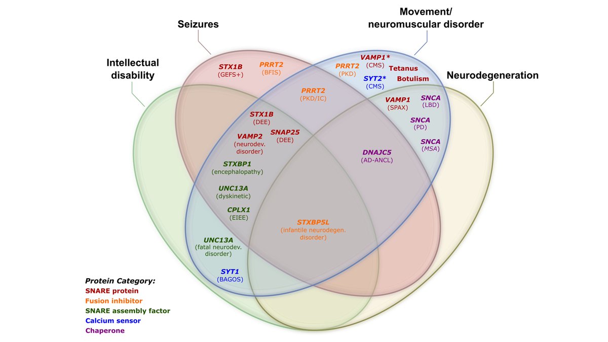 We cover a range of neurological disorders in this review: neurodevelopmental, neurodegenerative and neuromuscular disorders including #Epilepsy and #Parkinsons, as well as how neurotoxins cause neurological dysfunction. #WeAreNeurochemistry 3/4