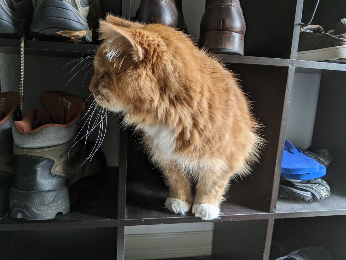 Happy Caturday! He's discovered that sleeping with the shoes by the front door is more comfortable than sleeping in his little woolen cat house in a dark corner of the living room.An additional upshot: He gets a lot more sunbeam time now.