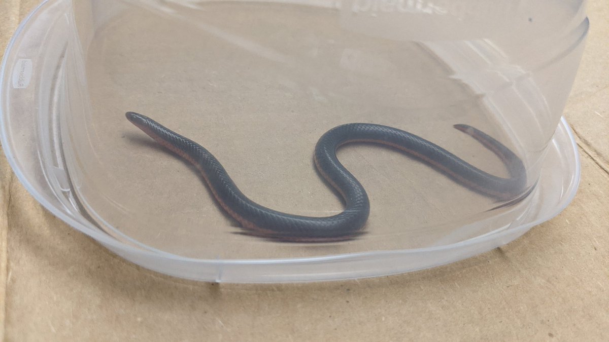 S1owRiot's tweet photo. I'm doing some work, dancing to music, and Ed is chasing something under the rug. I check to see what it was...
That's another fucking snake in my room!
He's outside now in the back yard.
#WormSnake https://t.co/WUnk3eOKxG