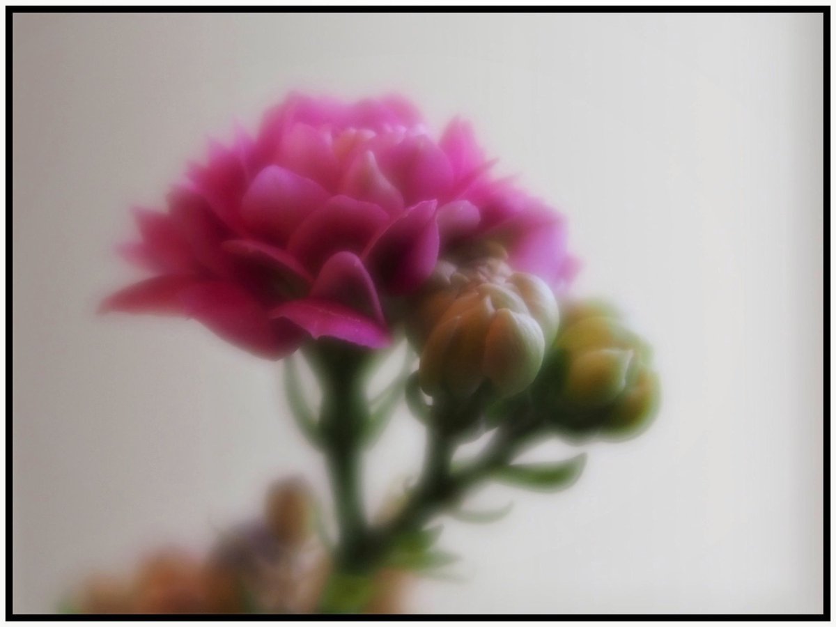 Desert Flower 📷 #photography #fotografia #500pxrtg #flower #flowerphotography #Flowers #PintoFotografia #DSLR #PhotoRTG #PHOTO #FOTO #bnw #白黒写真 #モノクロ写真 #photographie #love #art 🕆🕇