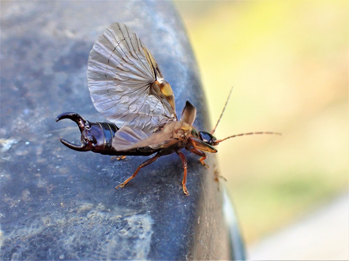 さいとー コブハサミムシの飛翔の瞬間 今回は連続写真で 4枚目はピンボケ ハサミムシ