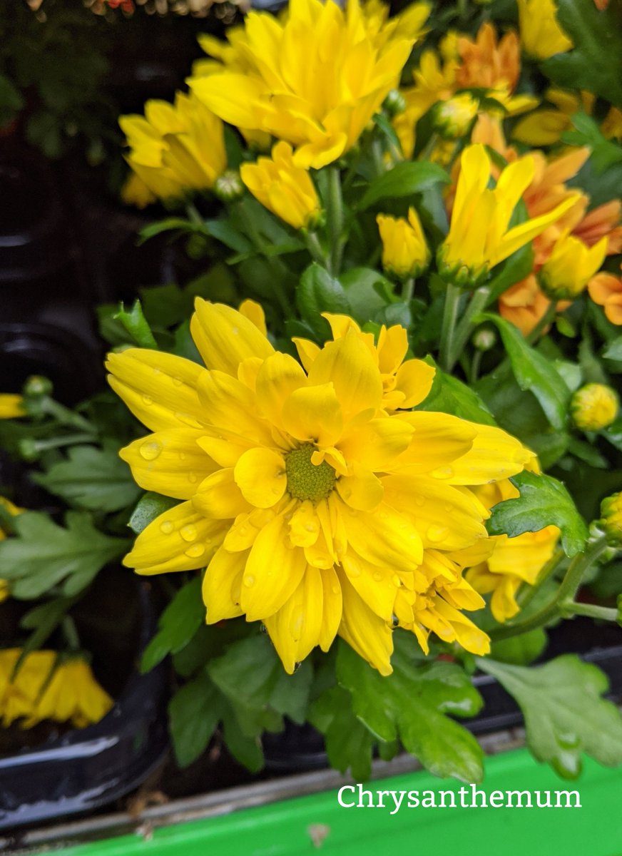 Good morning everyone and happy Sunday, today's photo is of another Chrysanthemum, the yellow flower signifies neglected love or sorrow, red a symbol of love, white represents devoted love, violet symbolises a wish to get well, have a lovely day, take care 😊🍁🌼🌺🏵️🌞🍂xx