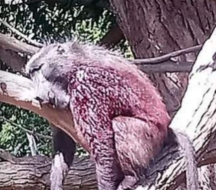 Poor poor Kataza, my heart is broken .... #Bringkatazaback .... #katazaiseverybaboon #wildlife mismanagement.... just leave the baboons alone... who gives us the right to do this?  #conservation #education #SaveOurPlanet <a href="/JaneGoodallInst/">Dr. Jane Goodall & the Jane Goodall Institute</a> 
<a href="/CityofCT/">City of Cape Town</a> this is barbaric behaviour!