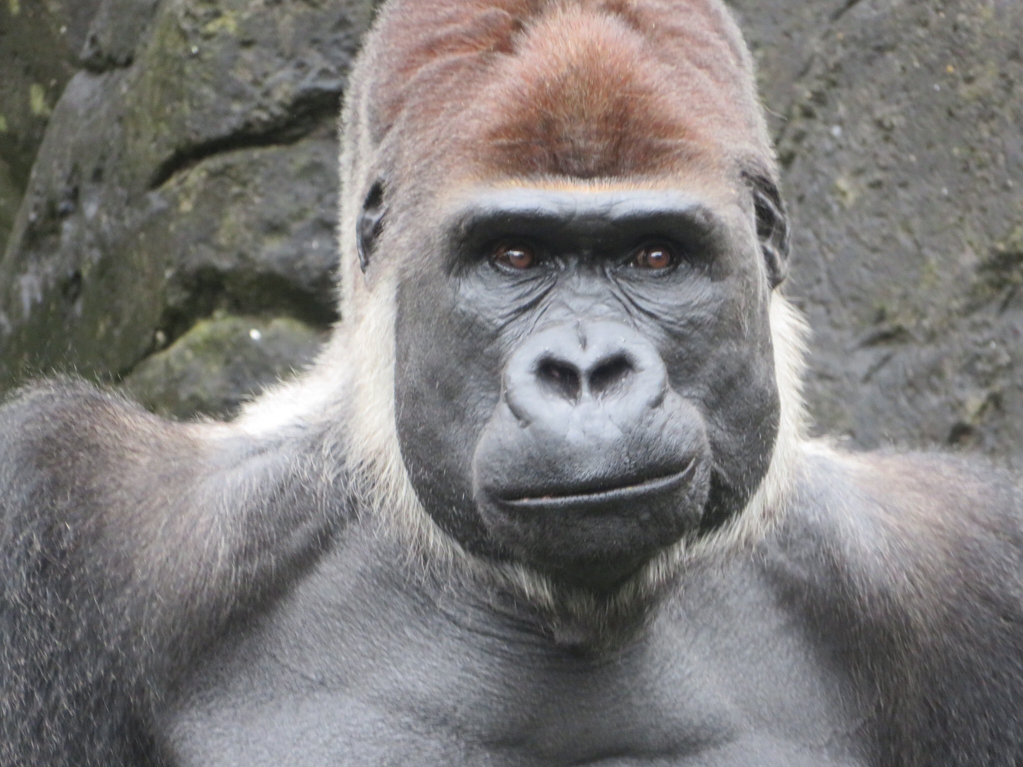 千葉市動物公園 公式 ゴリラを知ろう ゴリラと一言にいっても 生息地 の違いによって実は4種類に分かれています 日本で飼育されているゴリラは すべて ニシローランドゴリラ アフリカのガボンやコンゴ 中央アフリカなどの熱帯雨林に生息し