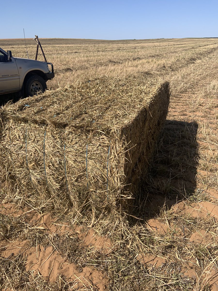I have new season vetch/barley hay for sale. Baled and stacked 6 high before the rain. Don’t want to store it. DM for details if you want some. Feed test attached.